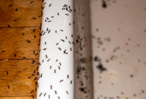 Best Mosquito Control Services  in Glendale, MS