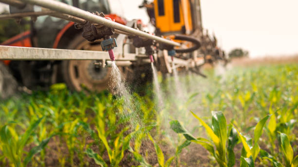 Best Ant Control Services  in Glendale, MS